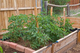 2994 Garden Project 2010