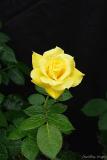 Yellow Rose 2