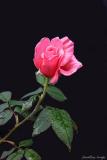 Pinkish Rose
