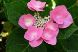 Lace-Cap Hydrangea 7