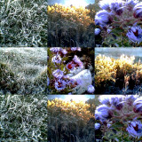 collage16.jpg