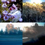 collage21.jpg
