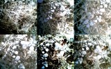 ice bubbles.jpg