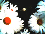coldsummerflowers2007.jpg