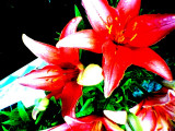 coldsummerflowers2013.jpg