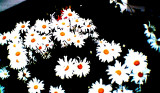 coldsummerflowers2020.jpg
