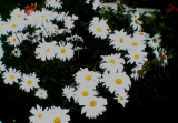 coldsummerflowers2022.jpg