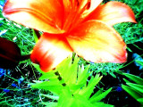summercoldfrontflowers004.jpg