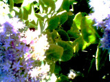 Photo022.jpg