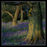 Blue Bells