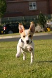 Ears