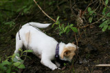 My Terrier