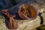 Jews Ear