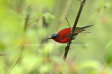 Crimson Sunbird.jpg