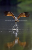 Brahminy Kite