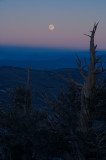 Moonrise from the Bristlecone Pine Forest #1