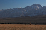 Late Afternoon, Between Big Pine and Independence #2