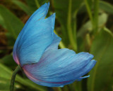 A blue poppy
