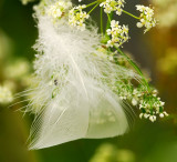 Swan feather