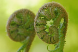 Unfurling ferns