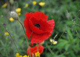 The three stages of a poppy