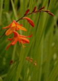 Montbretia