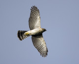 Coopers Hawk