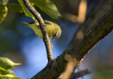 Philidelphia Vireo