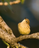 Palm Warbler at Sunset