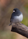 Dark-eyed Junco