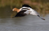 American Avocet