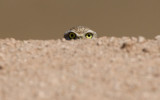 Burrowing Owl