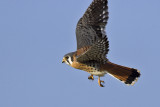 Kestrel flight