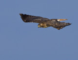 Red-tailed Hawk on a swoop