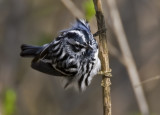 Black and White Warbler male