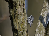 Black and White Warbler male