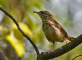 Carolina Wren