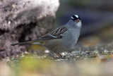 White-crowned Sparrow