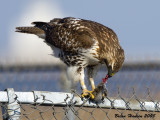 Red-tailed Hawk w/dinner