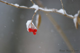 Winter Berries