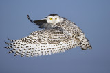 Snowy Owl