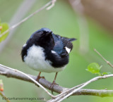 Black-throated Blue