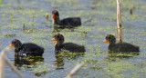 American Coot chicks 5266