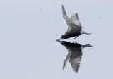 Black Tern Feeding 5322