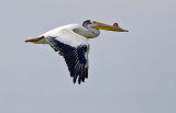 American White Pelican 5417