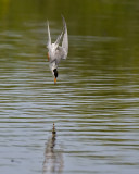 Forsters Tern diving 5960