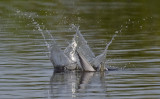 Forsters Tern diving 5962