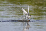 Forsters Tern diving5978