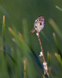 Song Sparrow 4665