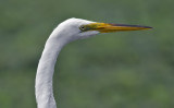 Great Egret 6100